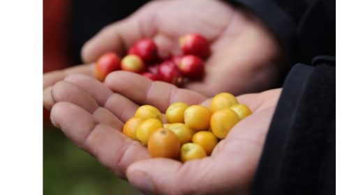 Tiết lộ về chủng loại của hạt cà phê