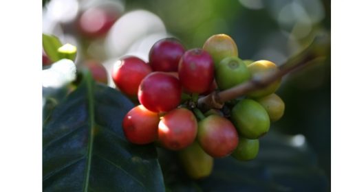 Hành trình của hạt cà phê từ cây đến cốc